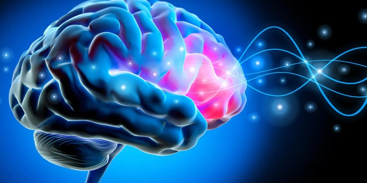 إصلاح دائرة دماغية واحدة يعكس القلق لدى الفئران